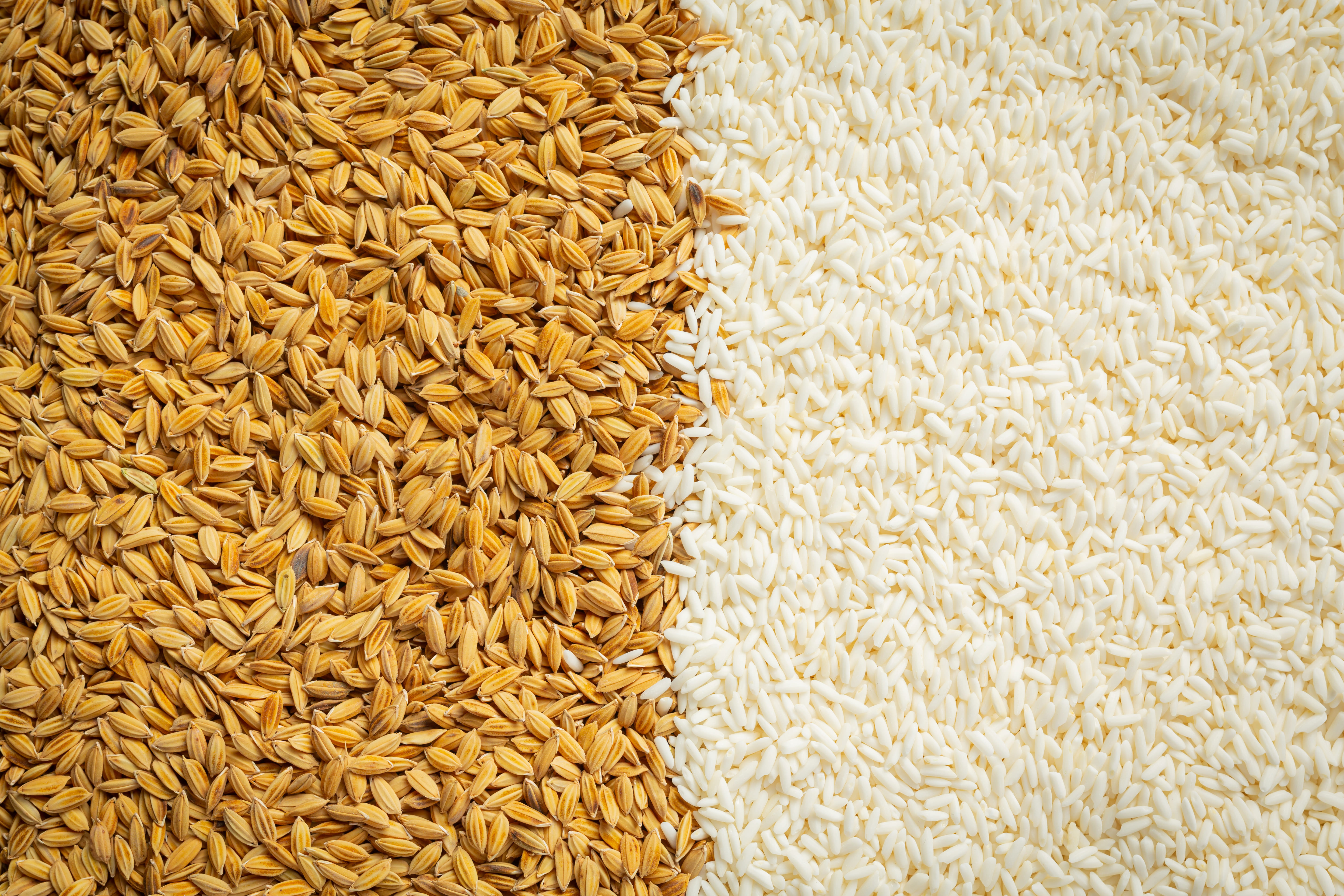 Paddy Rice White Rice Wallpaper Details